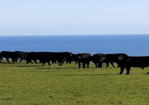 Cattle Farming